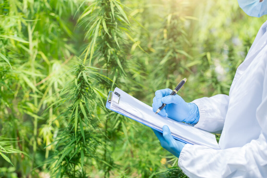 Apply for a State Cannabis Distribution License