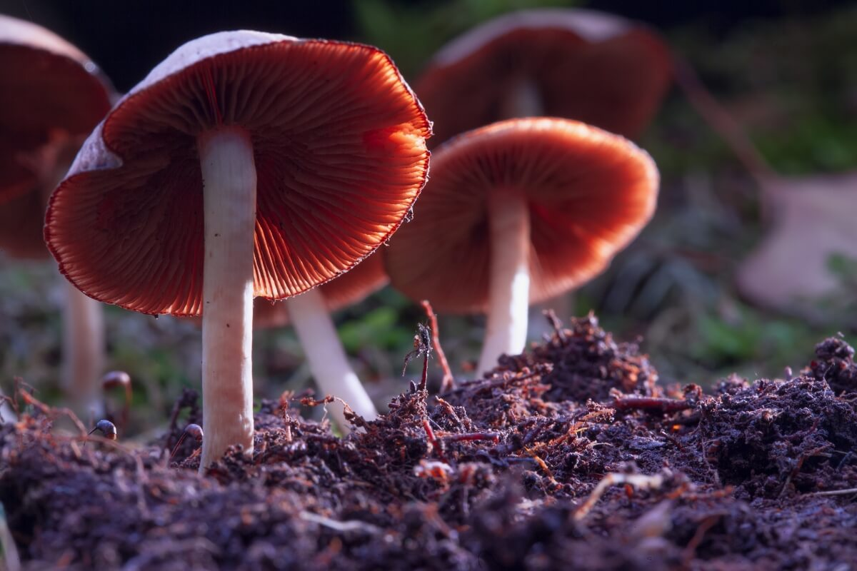 Regulating Psychedelic Mushrooms