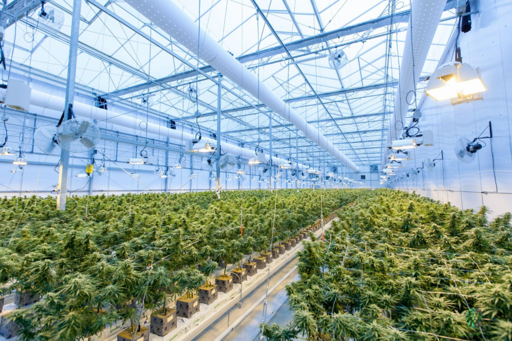 Cannabis Cultivation License in California