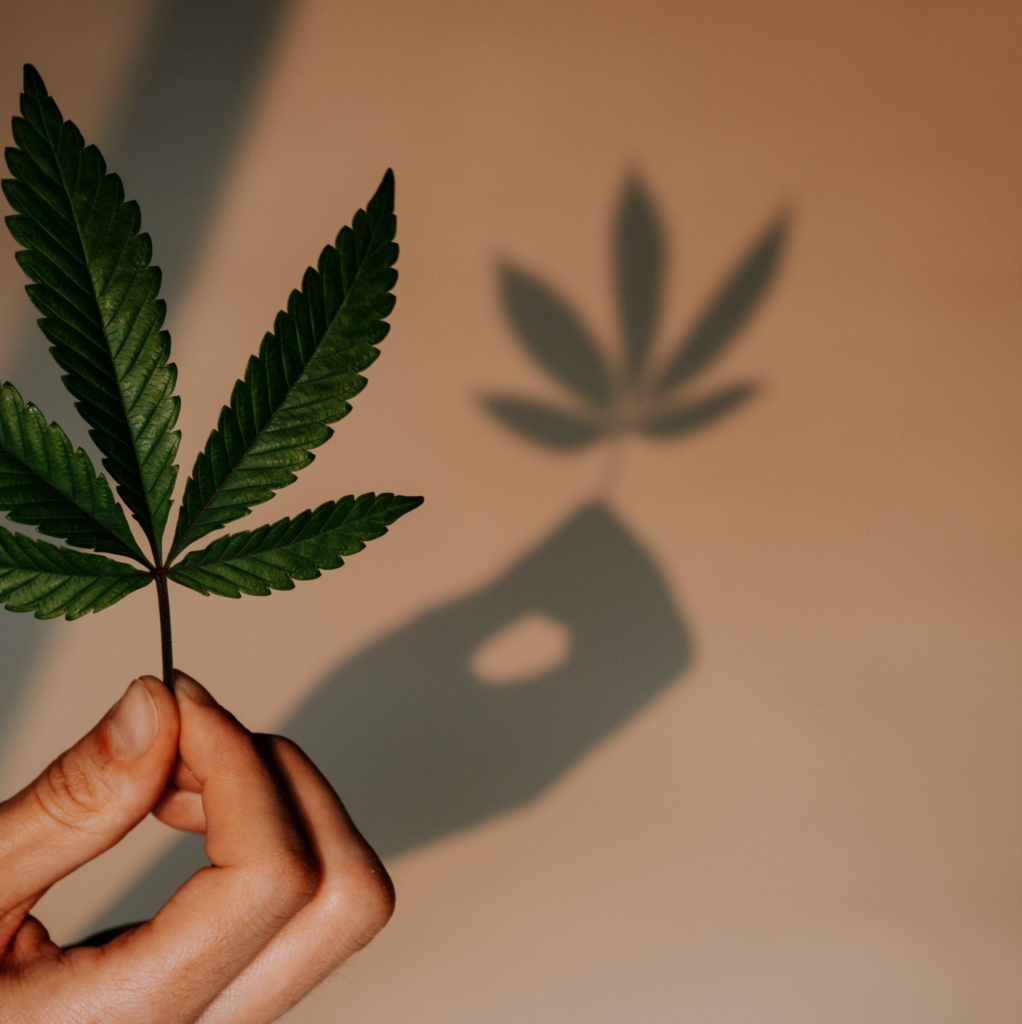 Cannabis Regulation Licensing
