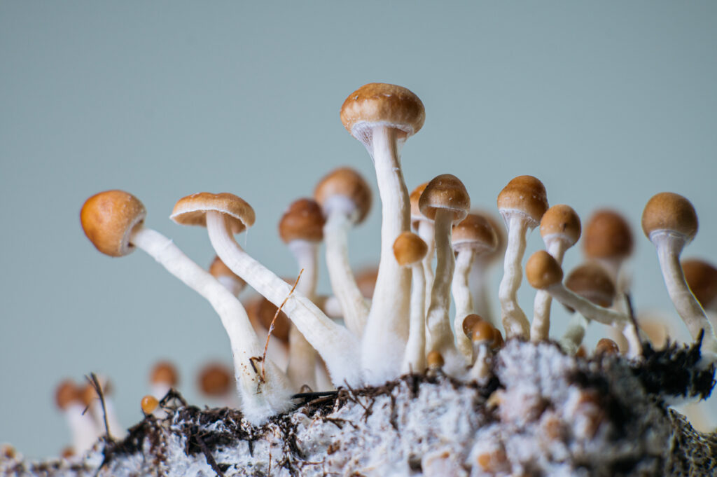 Psilocybin Spores