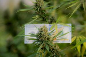 Cannabis Control Annual License Transitions