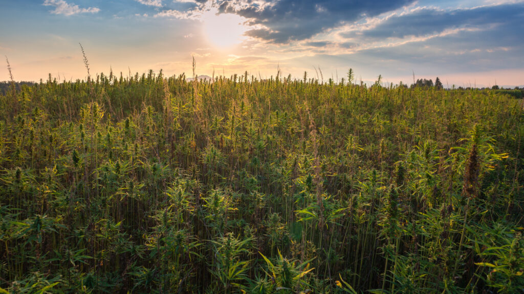 Hemp's Changing Landscape