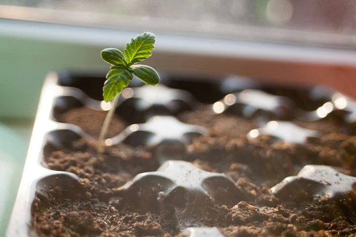 Closing the Hemp Loophole
