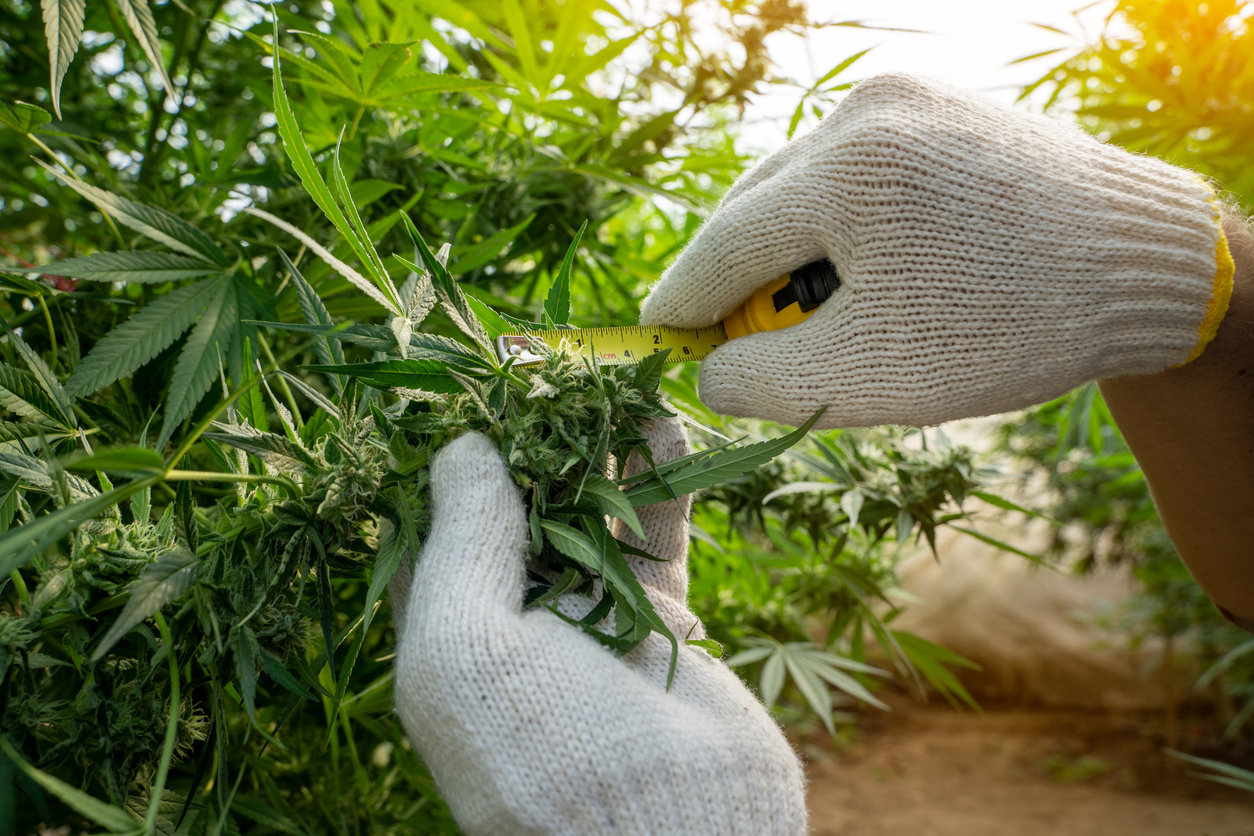 California Cannabis and Hemp Real Estate, Land Use & Zoning Advice Attorneys