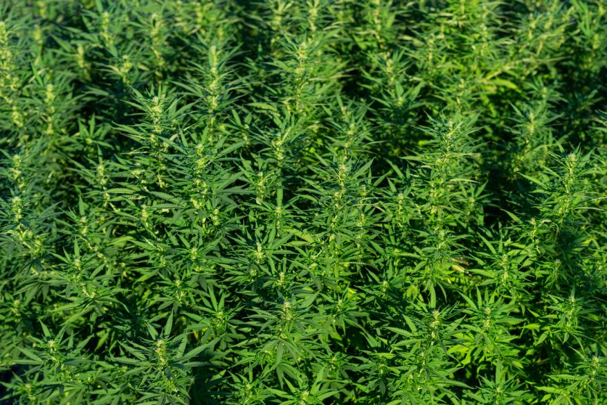 Correcting Adulterated or Misbranded Cannabis